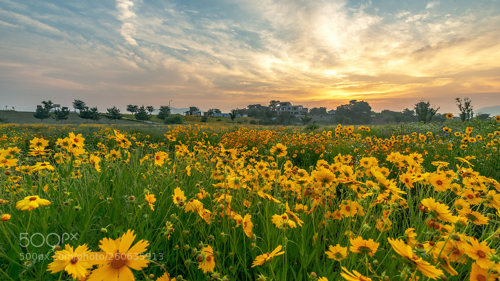 Nikon D800 sample photo. Coreopsis basalis at sunrise photography