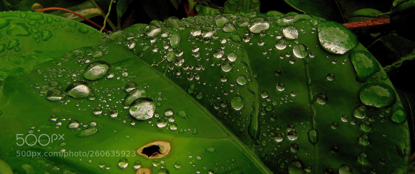Canon PowerShot SX60 HS sample photo. Raindrops .... photography
