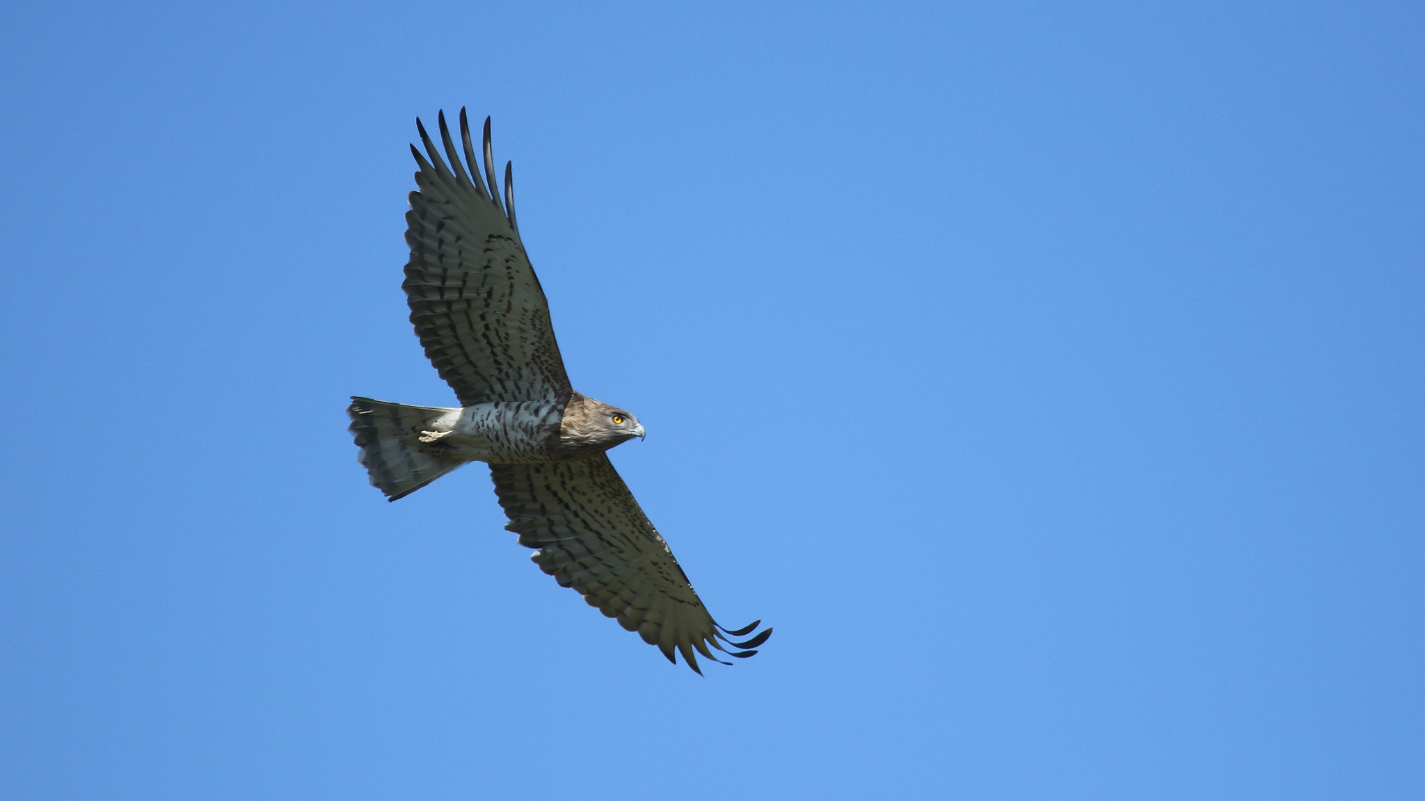 Canon EOS 7D Mark II sample photo. Snake eagle photography