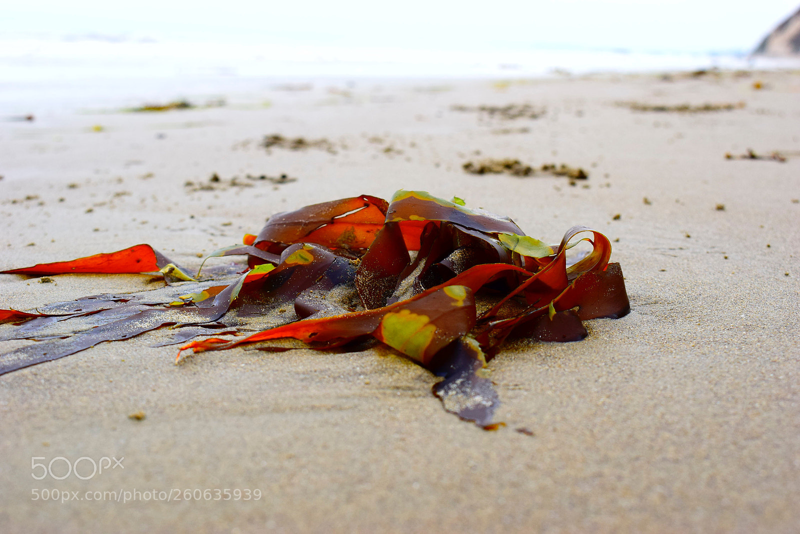 Nikon D3300 sample photo. Stranded photography