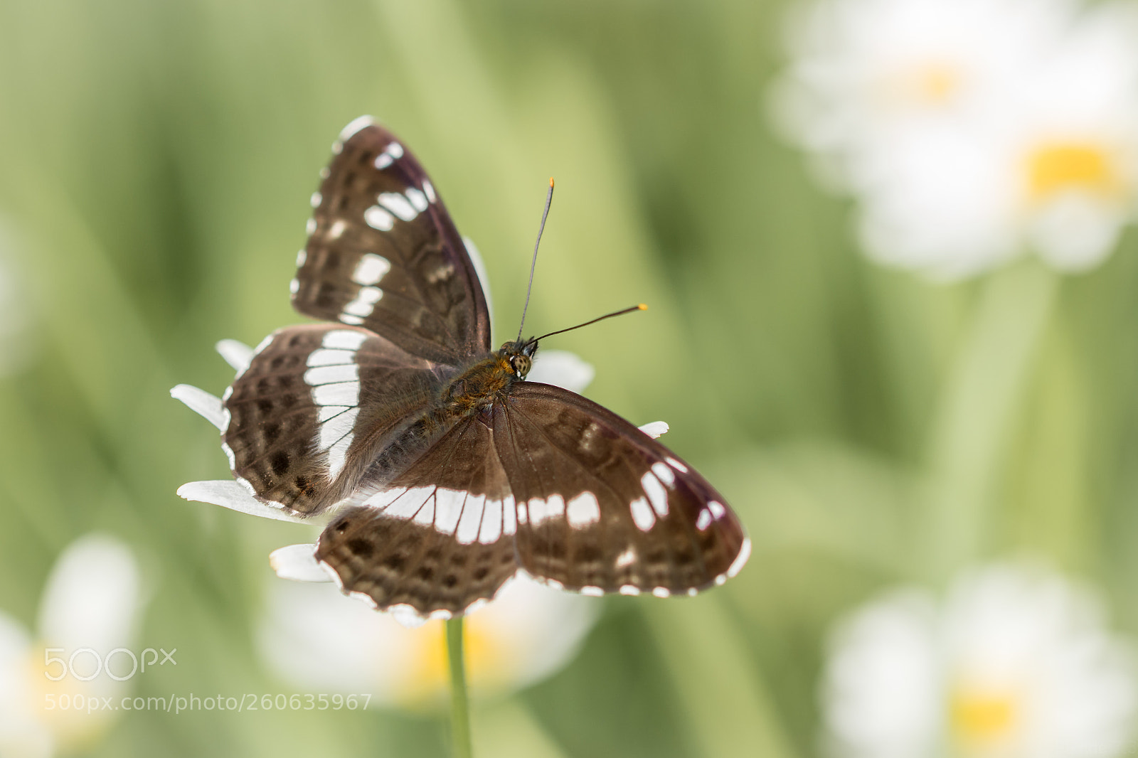 Canon EOS 80D sample photo. Kleiner eisvogel photography