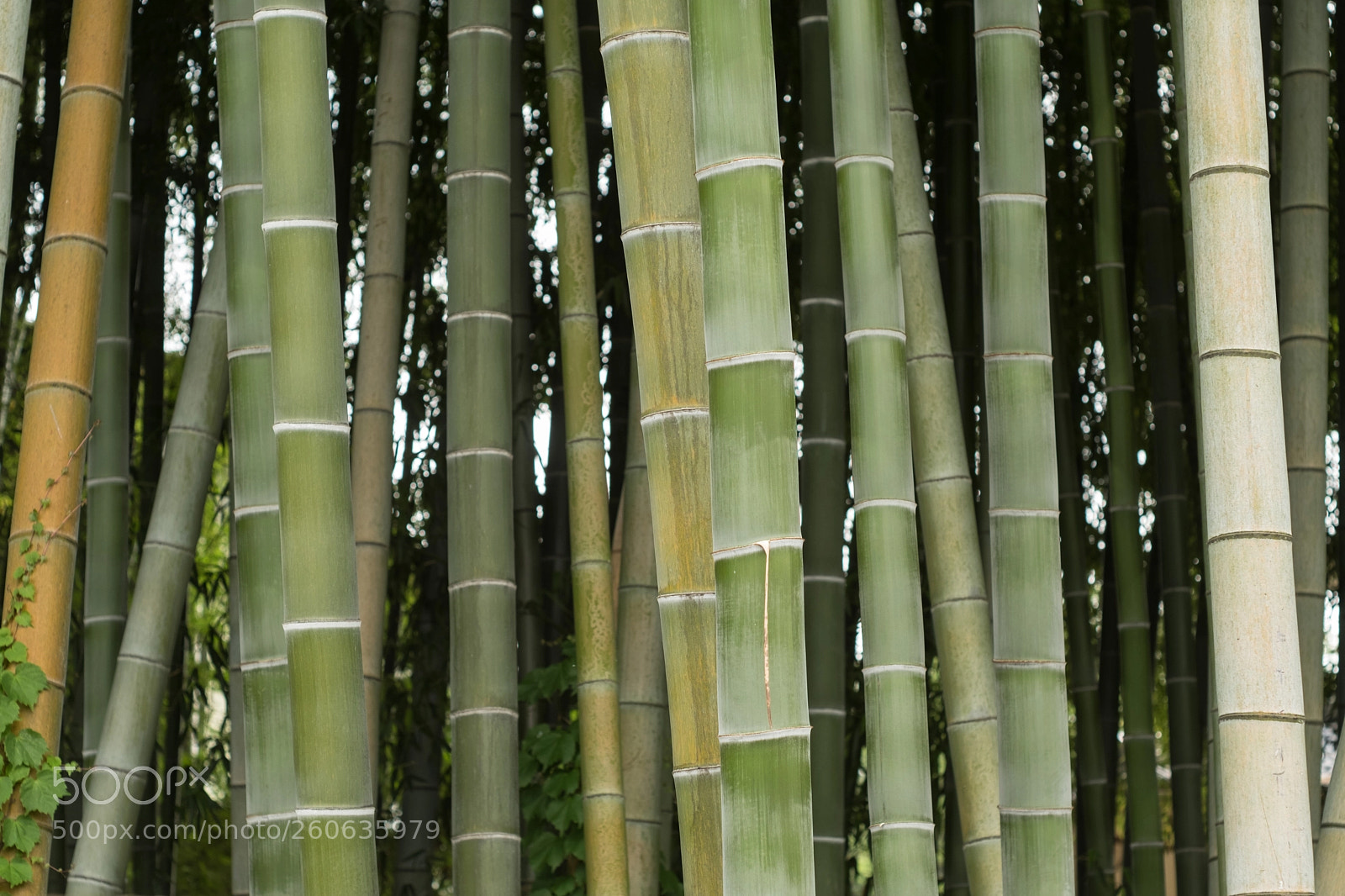 Fujifilm X-Pro2 sample photo. Bamboo photography