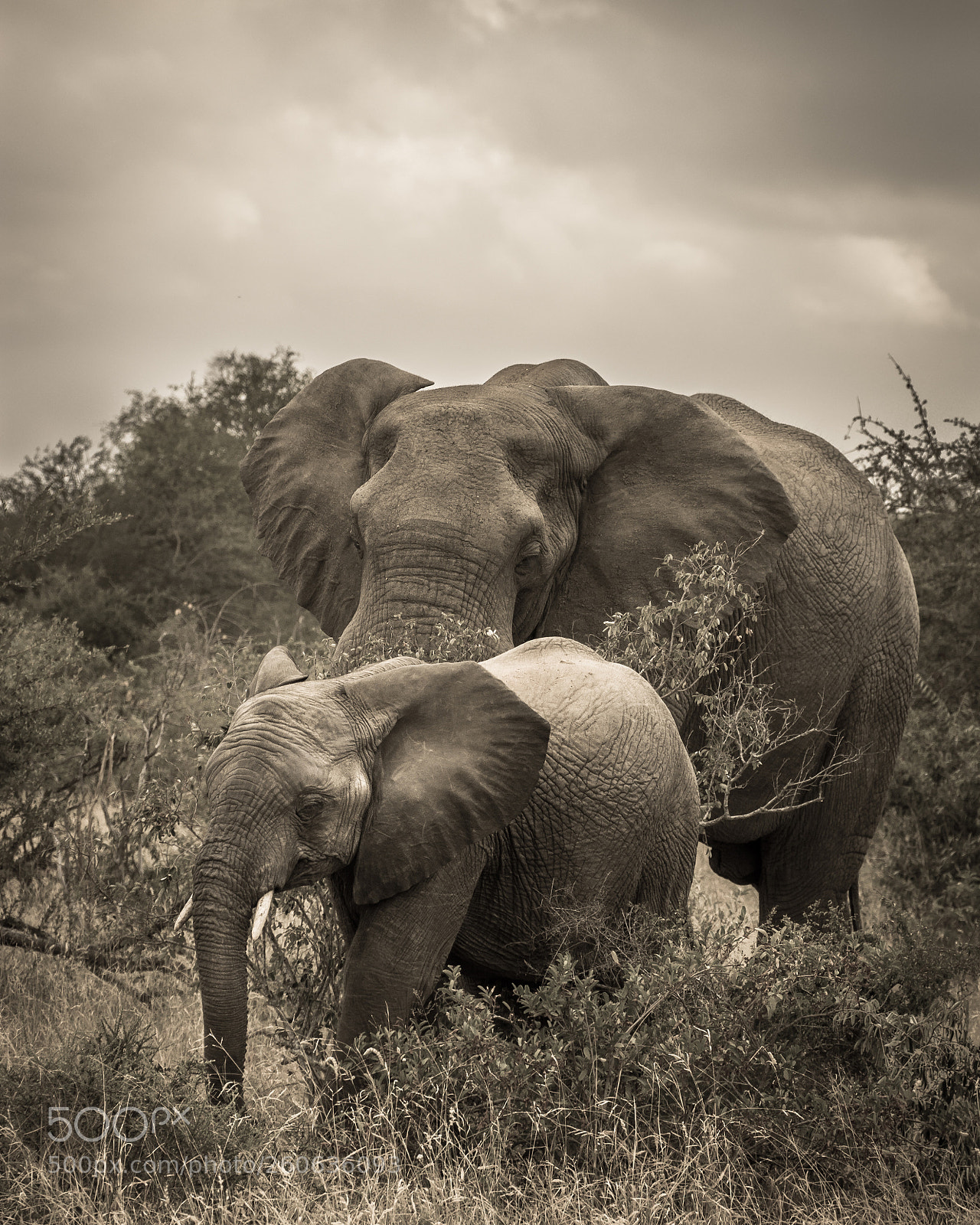 Nikon D7100 sample photo. Elephants photography