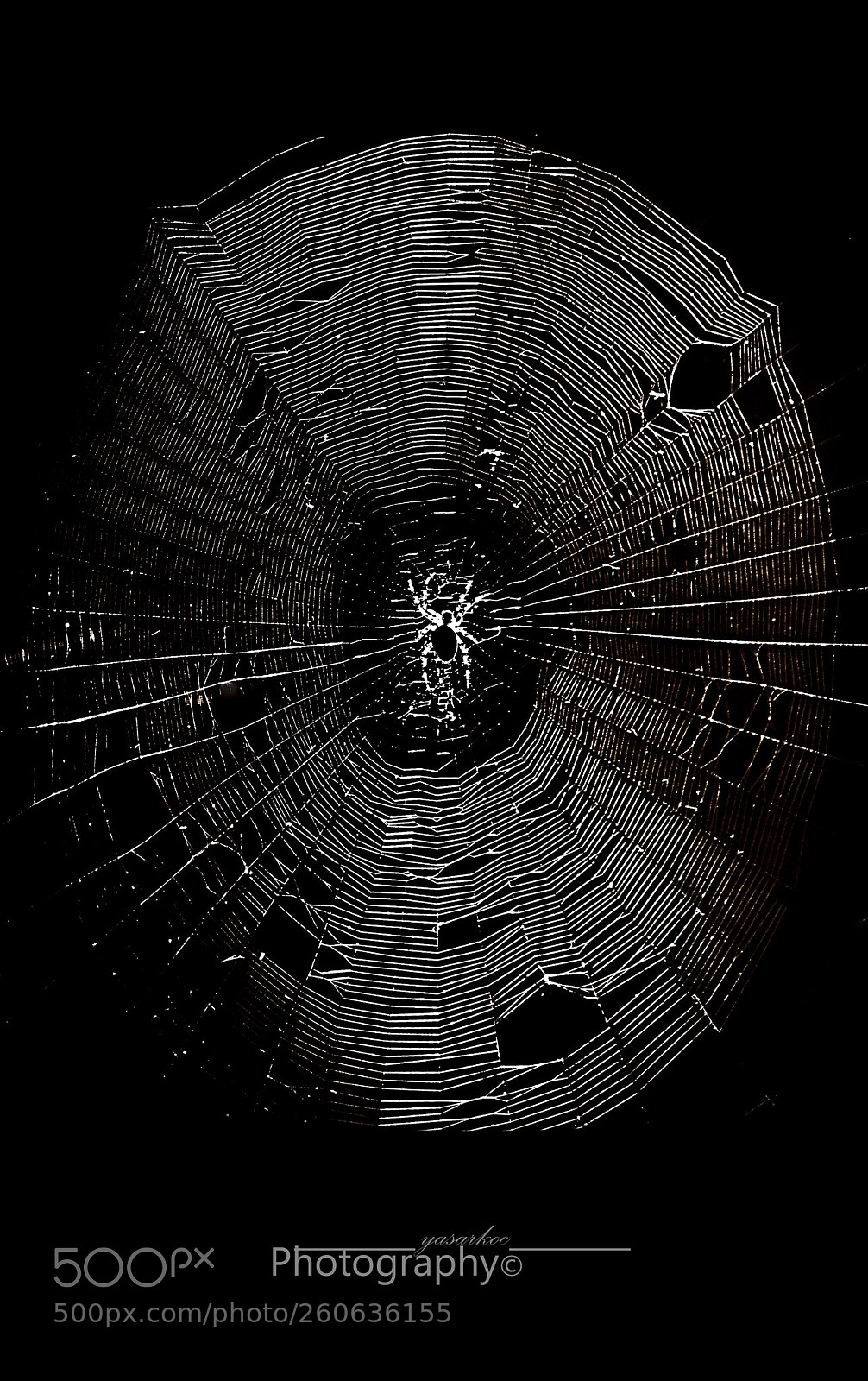 Nikon D90 sample photo. Spider photography