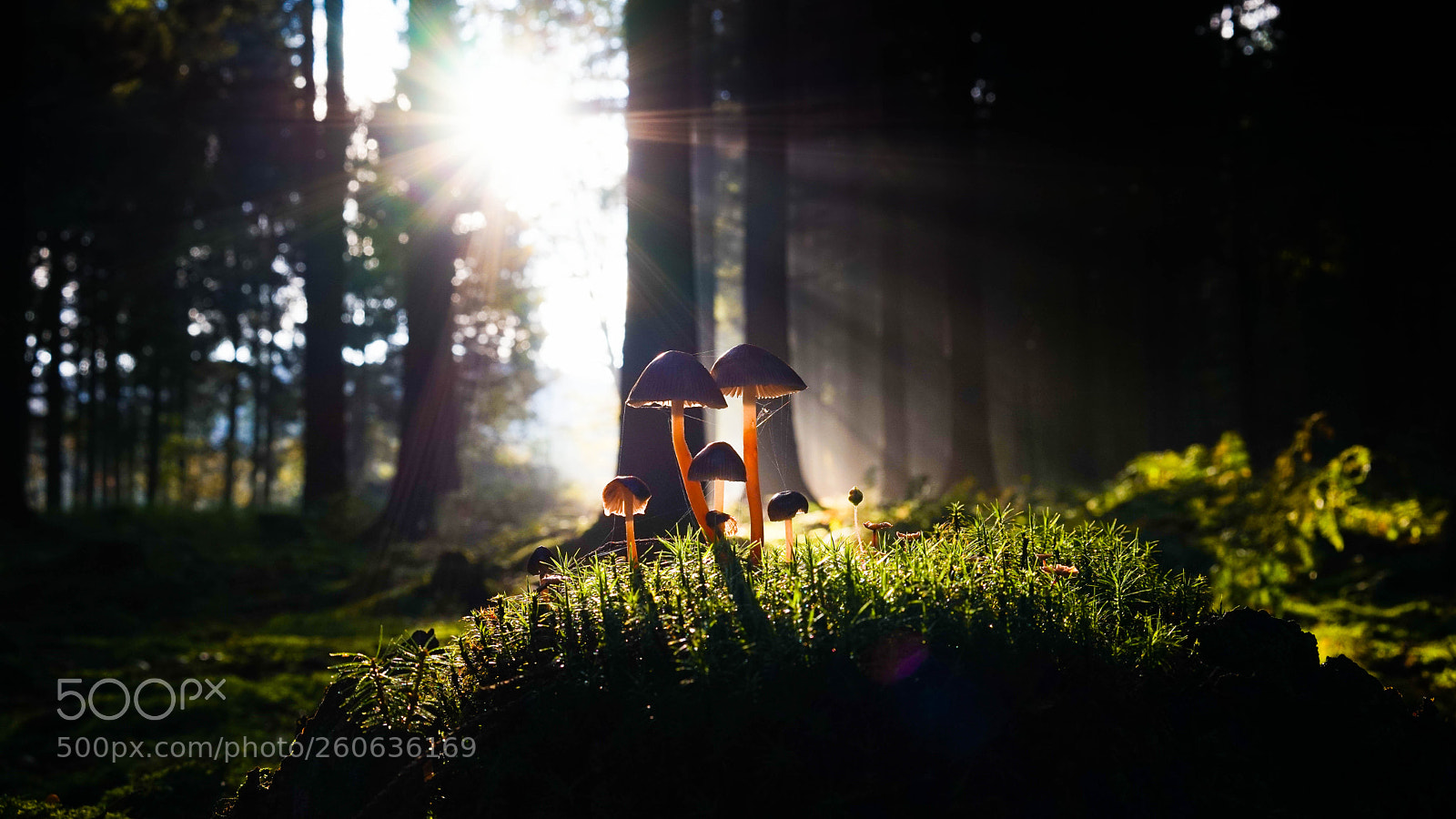 Sony a7 sample photo. Pilzmaerchen photography