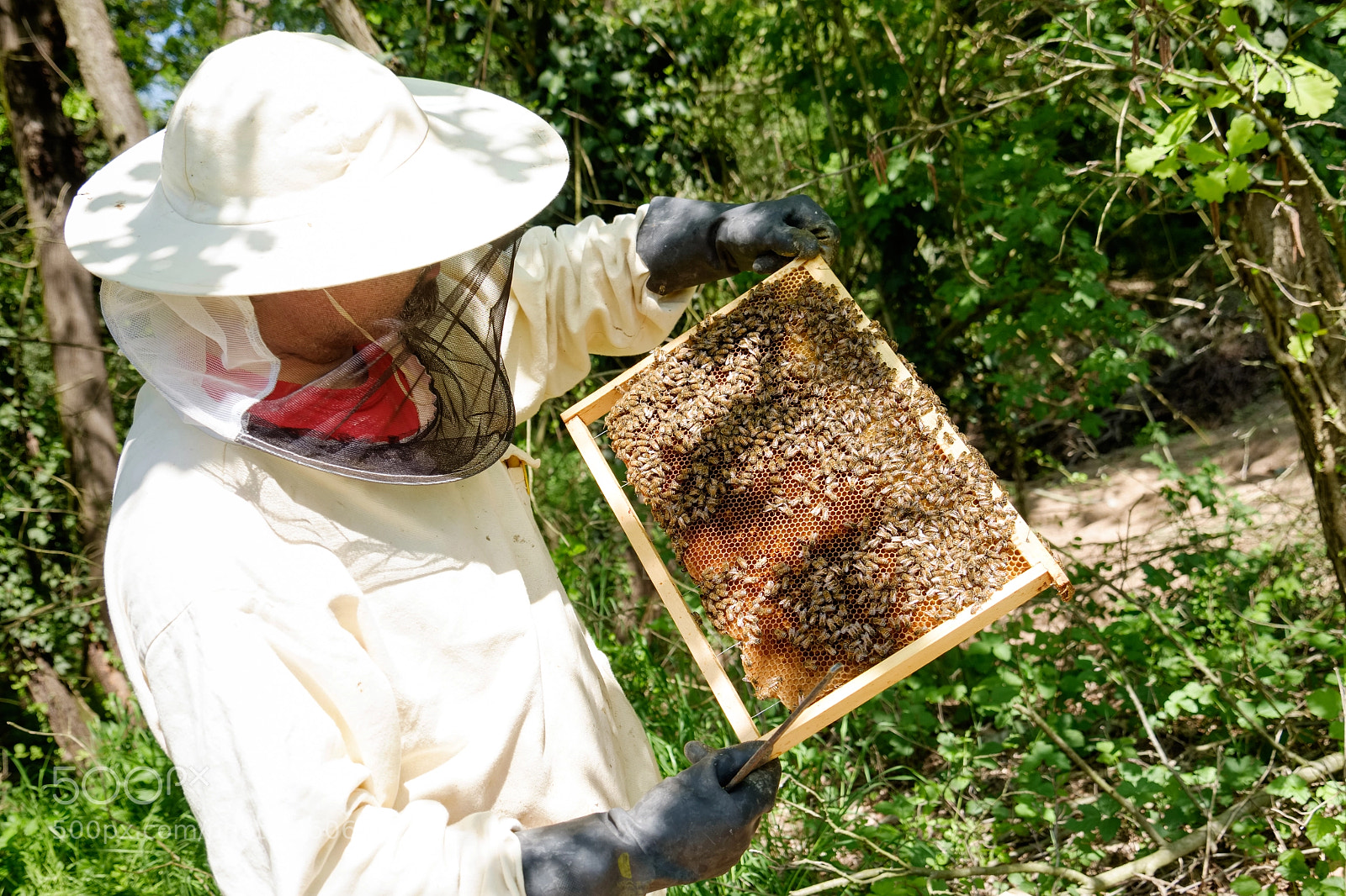 Fujifilm X-T1 sample photo. Beekeeper photography
