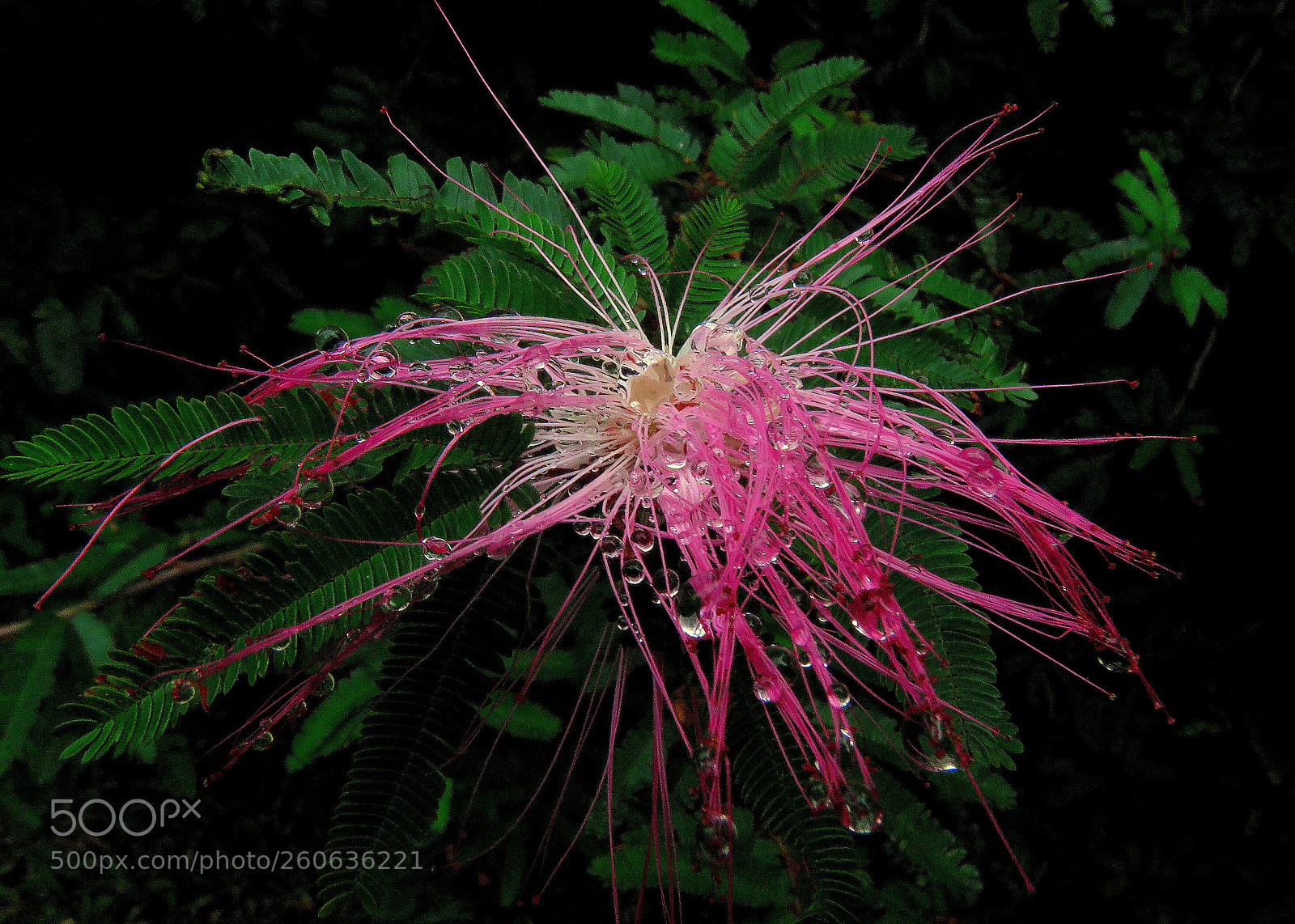Canon PowerShot SX60 HS sample photo. Caliandra pink ... photography