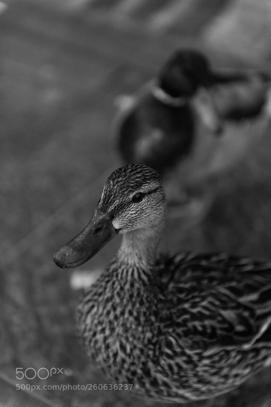 Nikon D850 sample photo. Daisy & donald photography