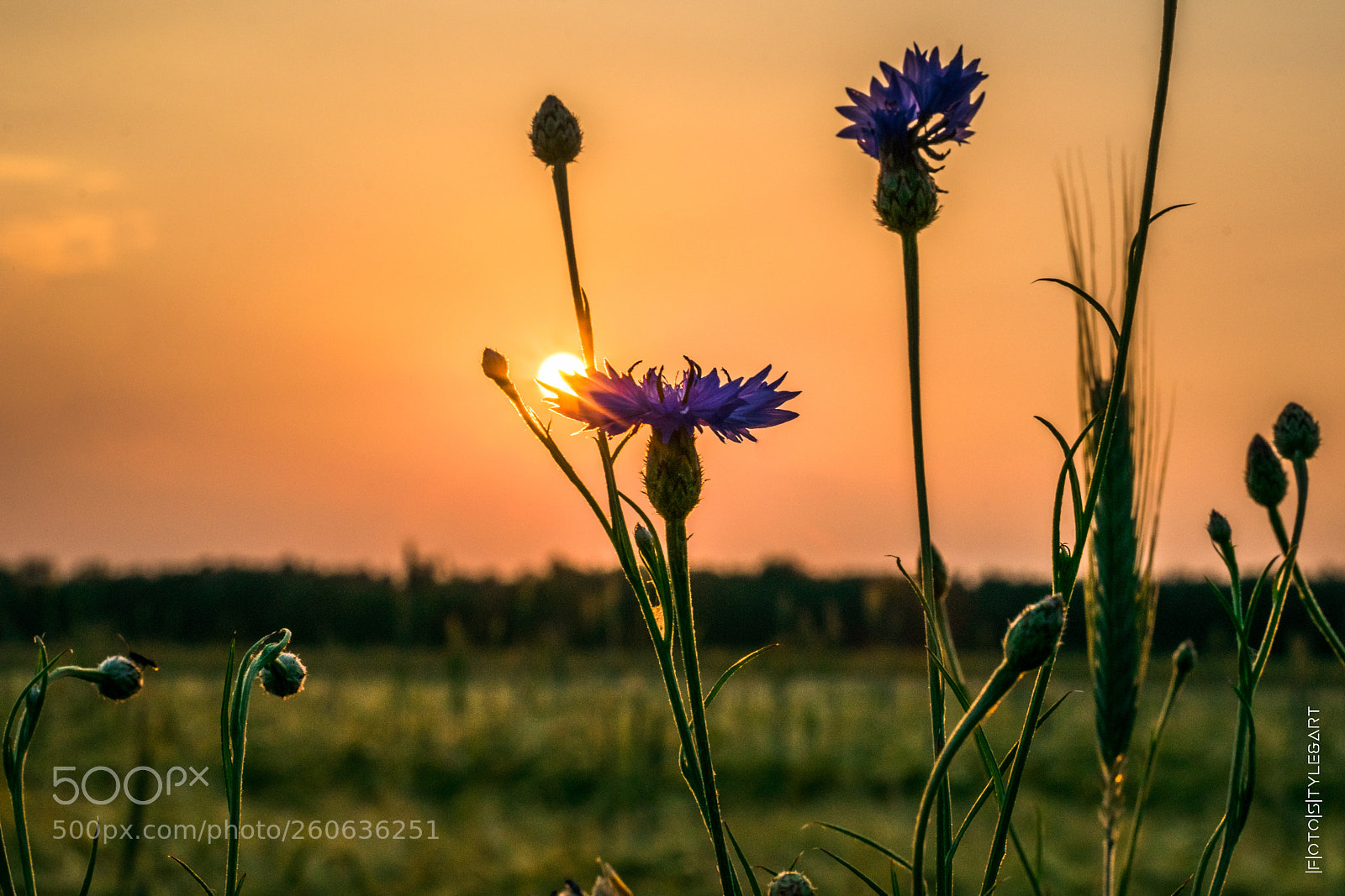 Nikon D3300 sample photo. Kornblume im abendlicht photography