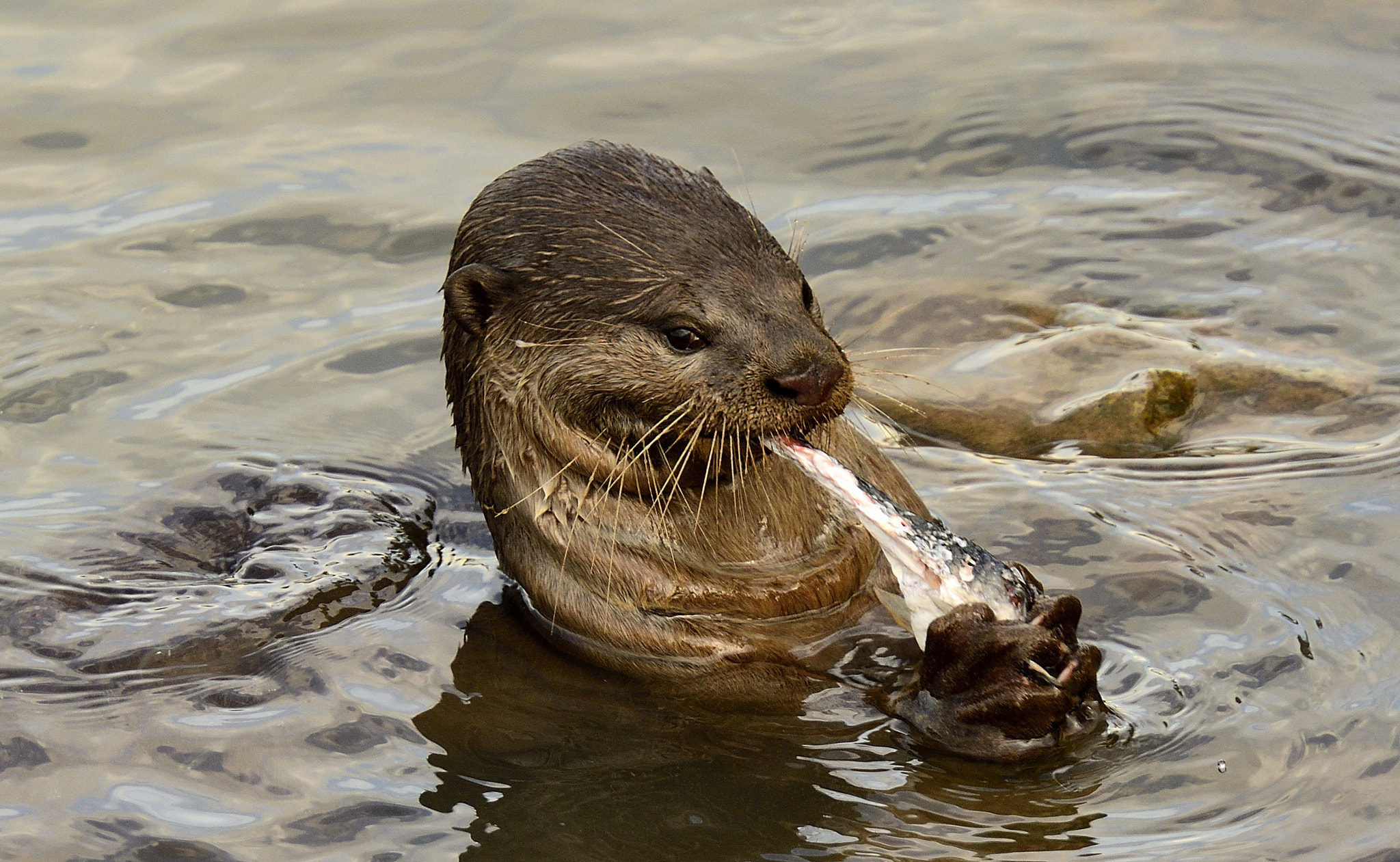 Nikon AF-S Nikkor 70-200mm F2.8G ED VR II sample photo. Sea otter photography