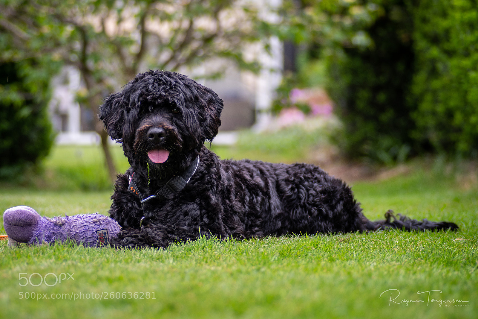 Nikon D500 sample photo. Dog resting photography