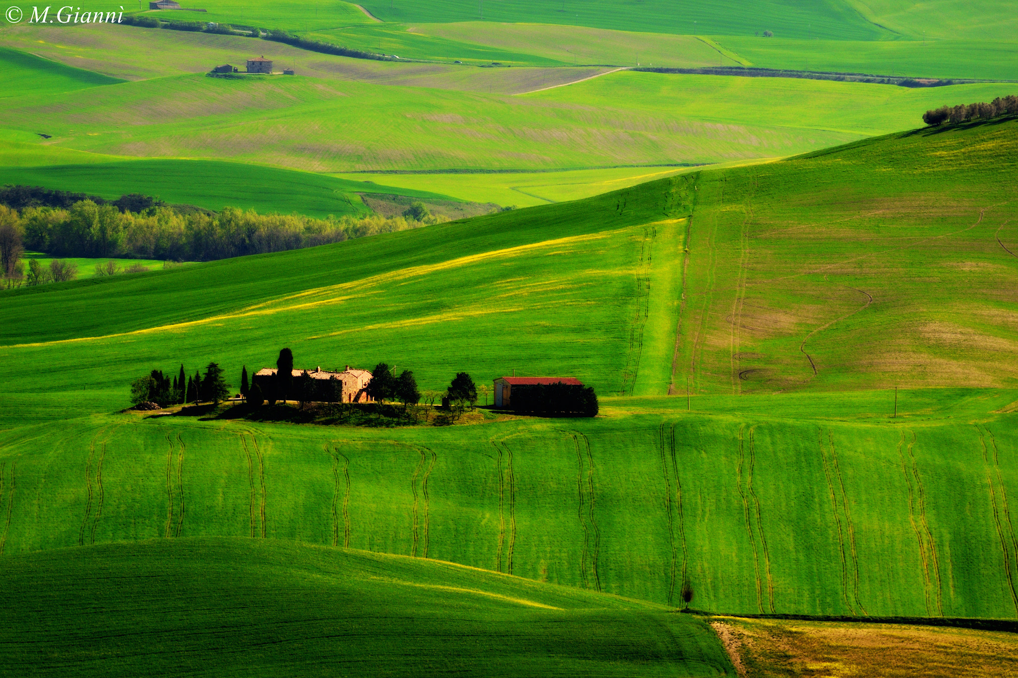 Nikon D3100 sample photo. A sea of green photography