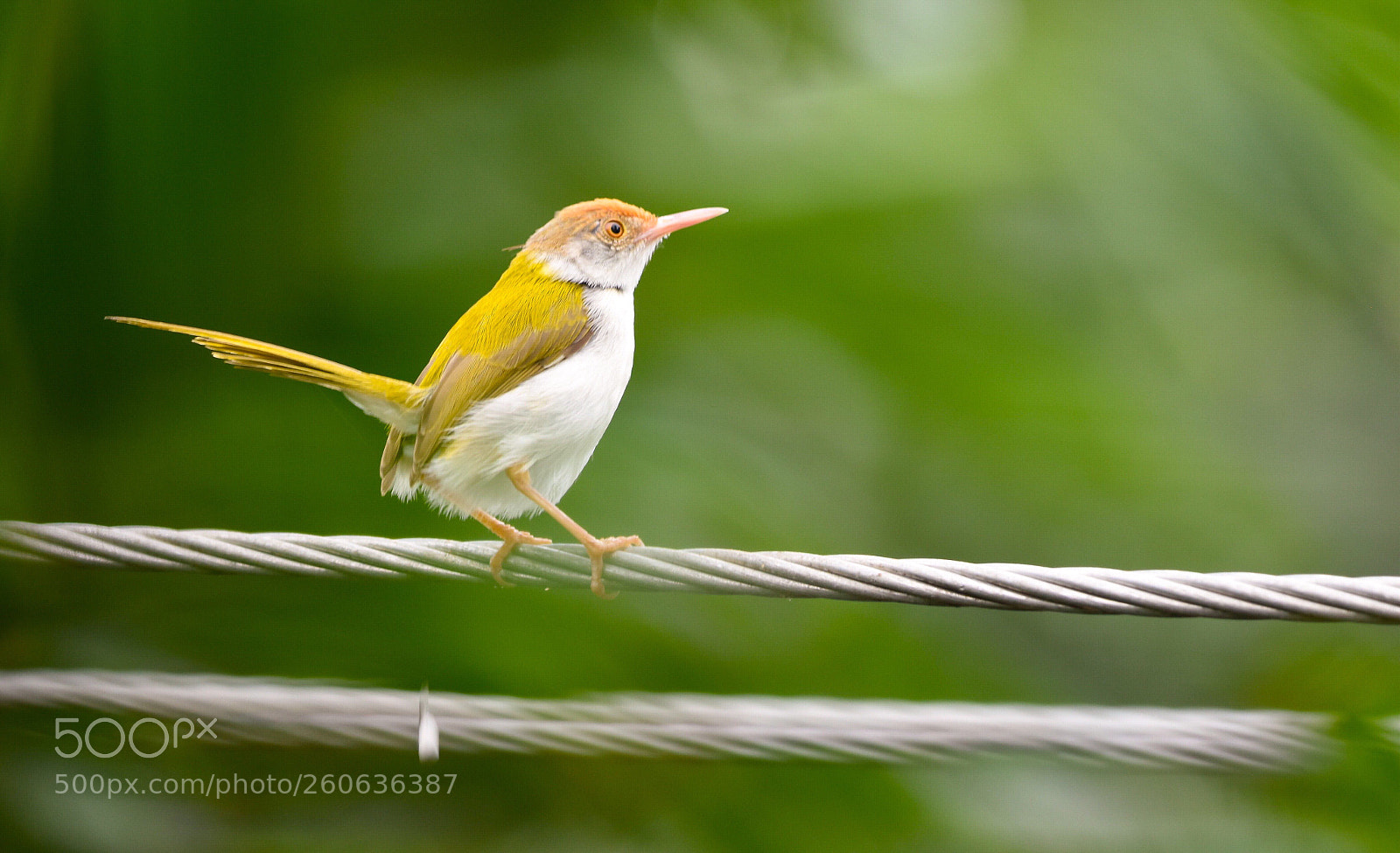 Nikon D7200 sample photo. Common tailorbird photography