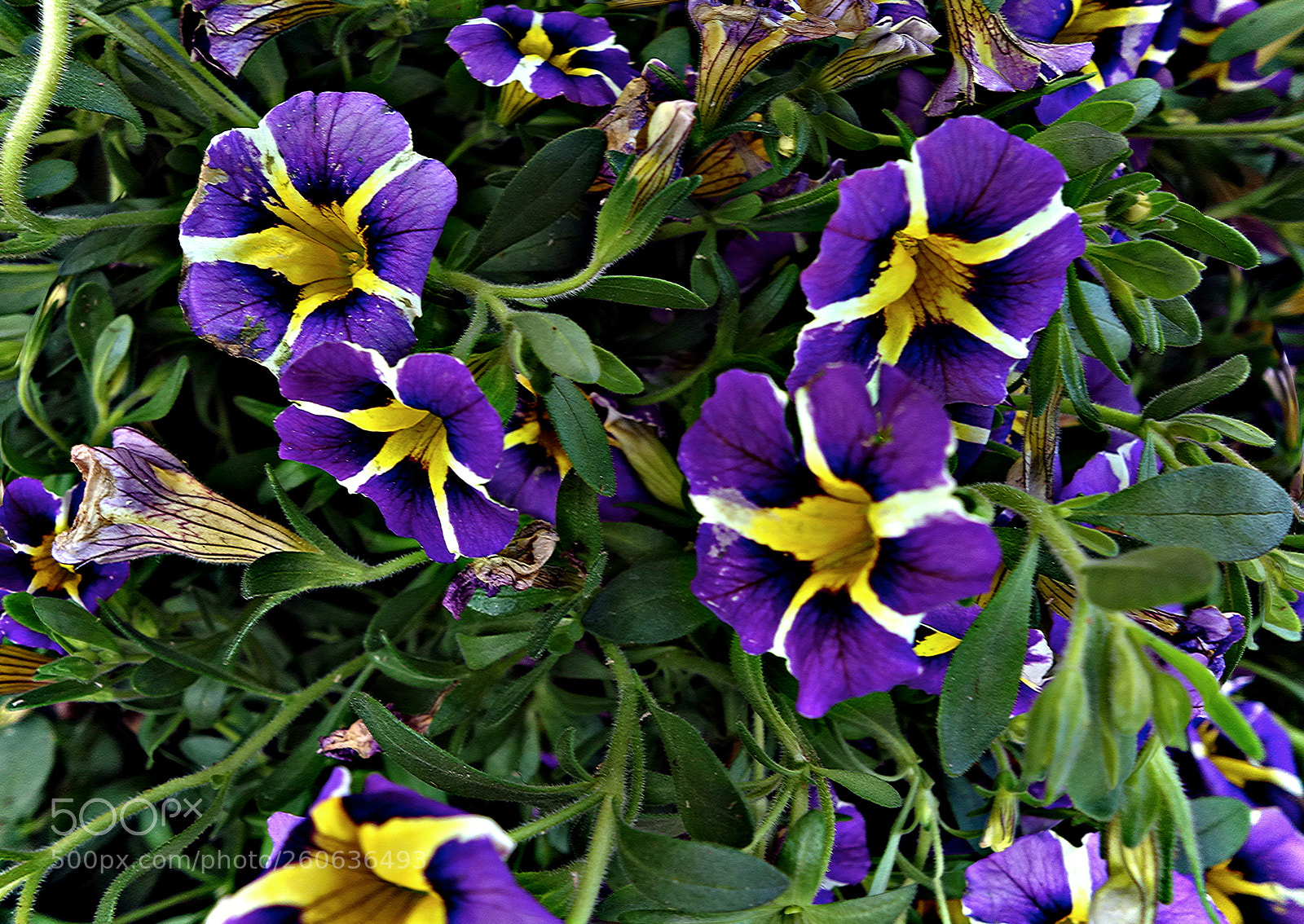 Sony Cyber-shot DSC-RX100 sample photo. Fiori di luca photography