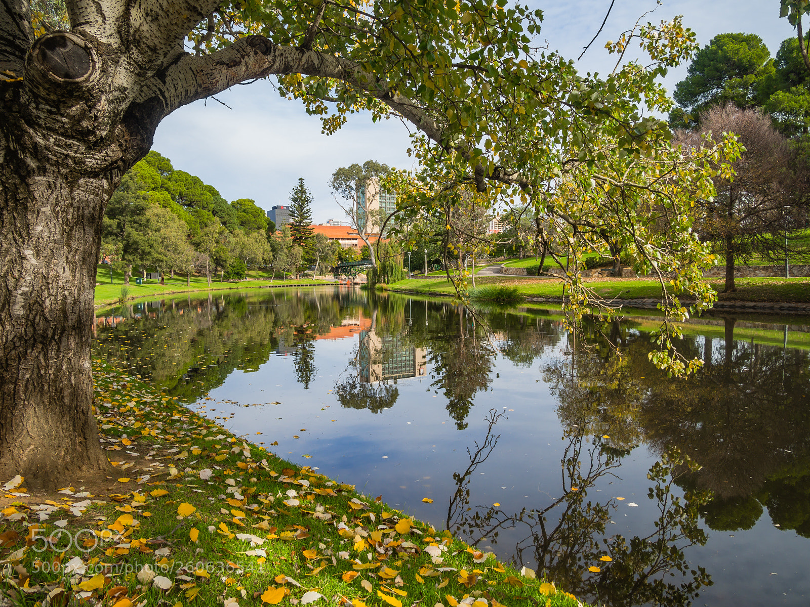 Olympus OM-D E-M10 sample photo. Adelaide autumn leaves photography