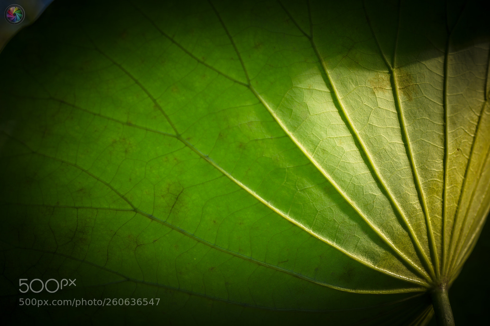 Sony a99 II sample photo. Botanischen gartens st.gallen photography