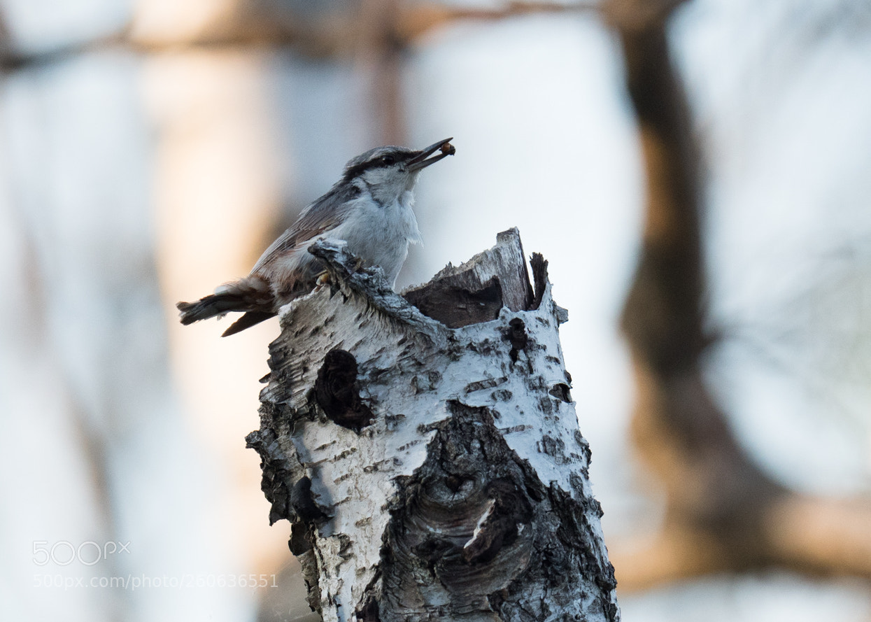 Panasonic Lumix DC-G9 sample photo. Nuthatch & nut? photography