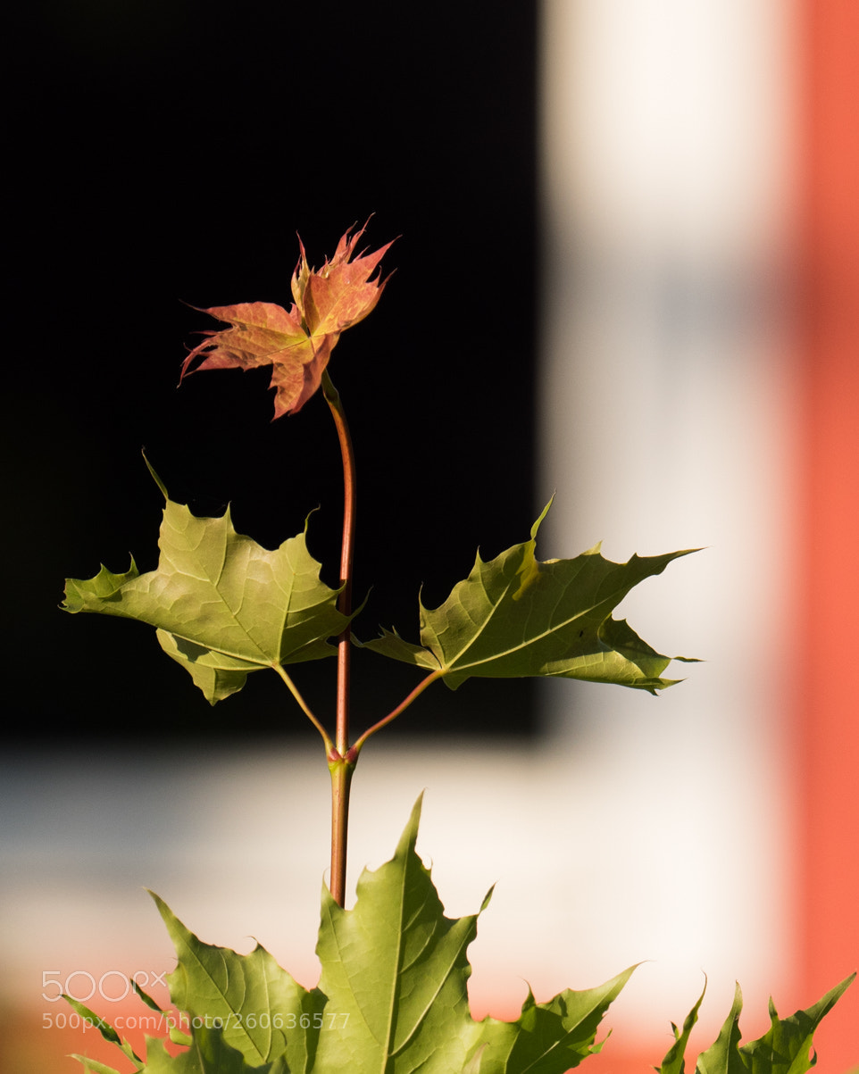 Panasonic Lumix DC-G9 sample photo. Maple sapling presents photography