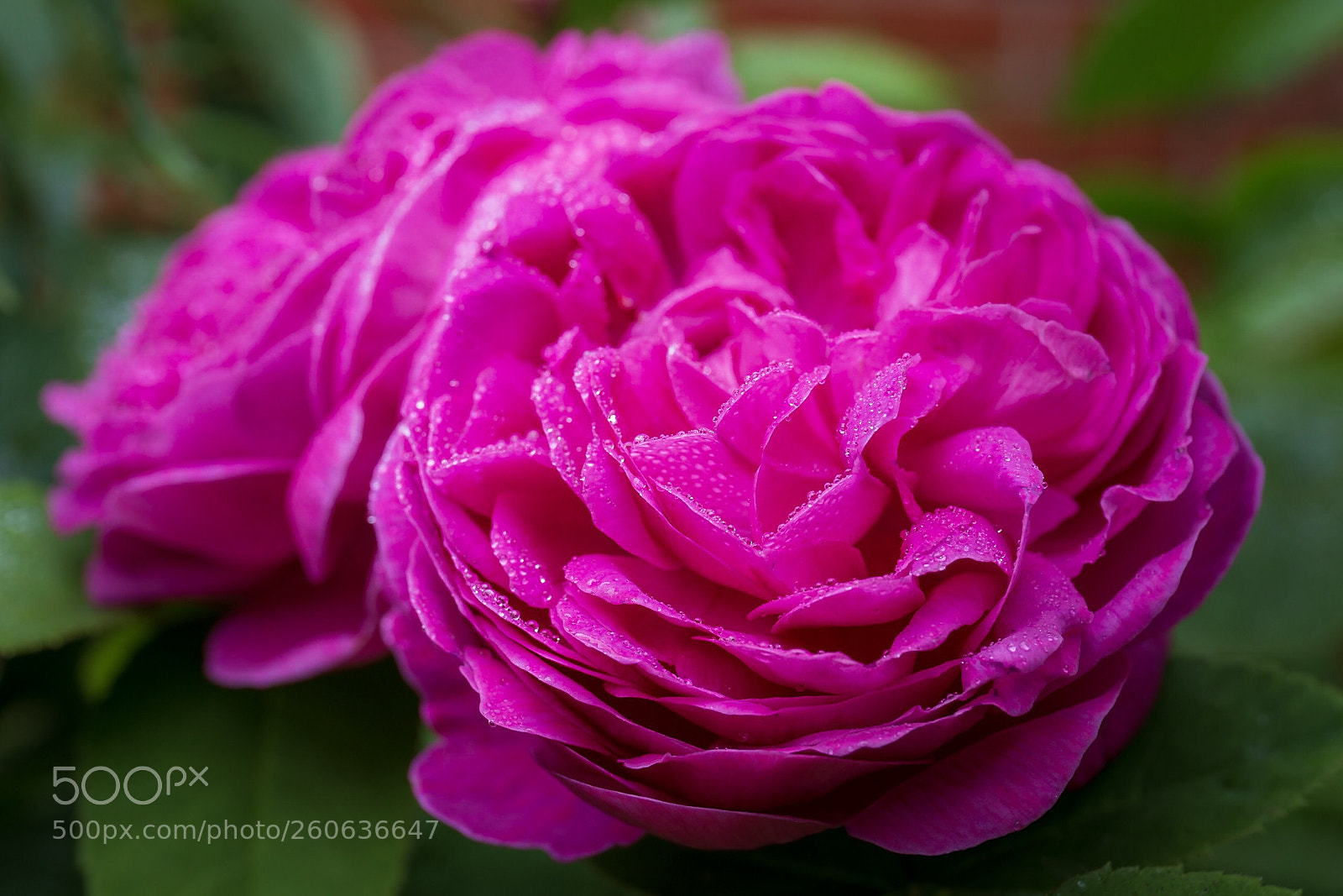 Canon EOS 6D sample photo. Flower  photography