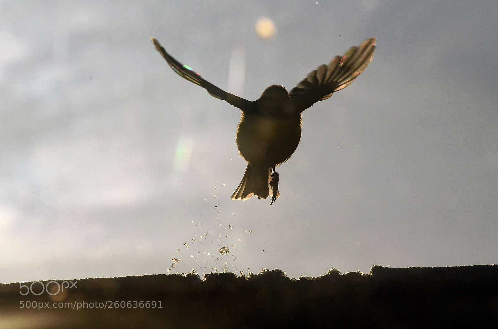 Nikon D5100 sample photo. Early bird photography