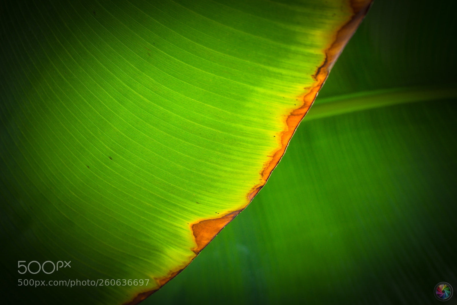 Sony a99 II sample photo. Botanischen gartens st.gallen photography