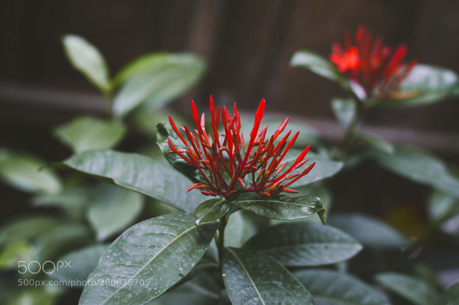 Nikon D3200 sample photo. Ixora coccinea photography