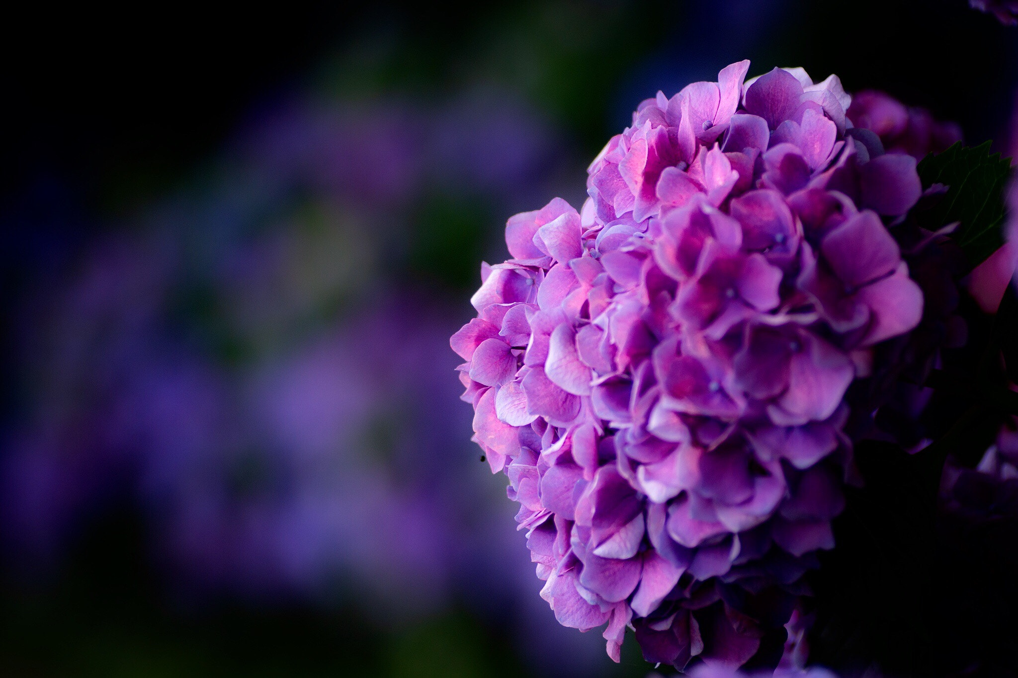 Canon EOS 700D (EOS Rebel T5i / EOS Kiss X7i) sample photo. Hydrangea photography