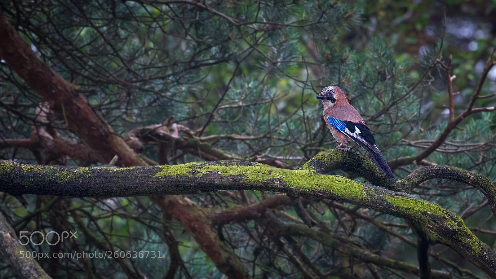 Canon EOS 60D sample photo. Eichelhäher (garrulus glandarius) photography