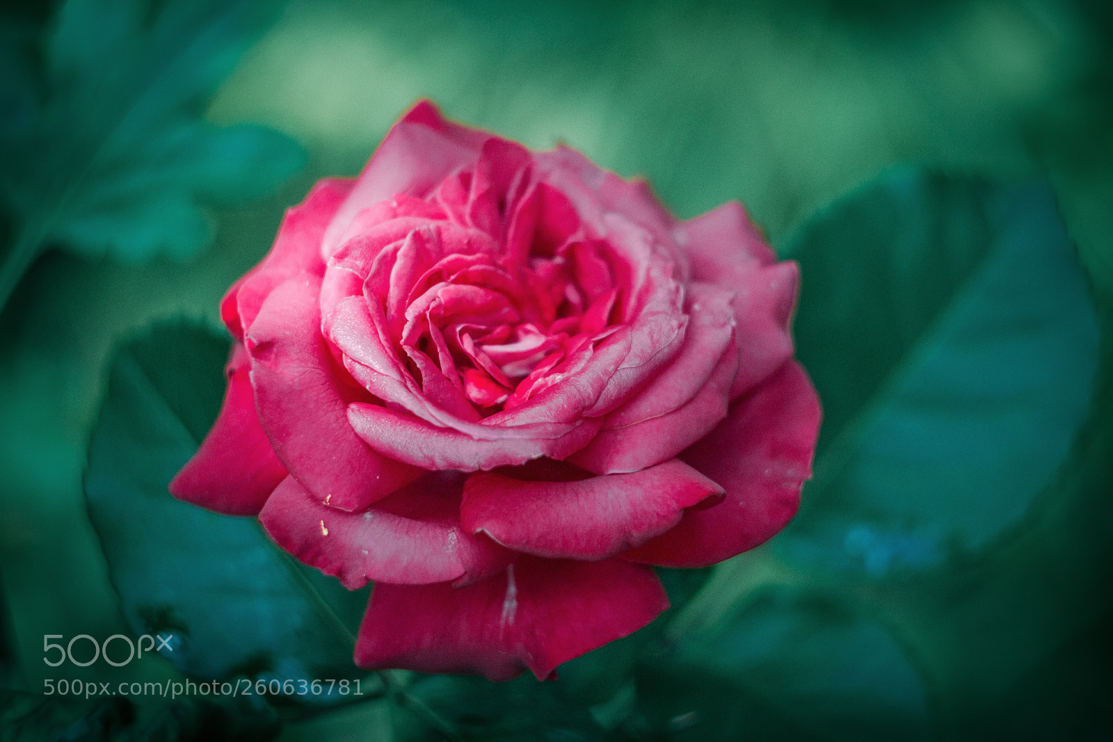 Canon EOS 7D sample photo. Flowers of my garden 1 photography