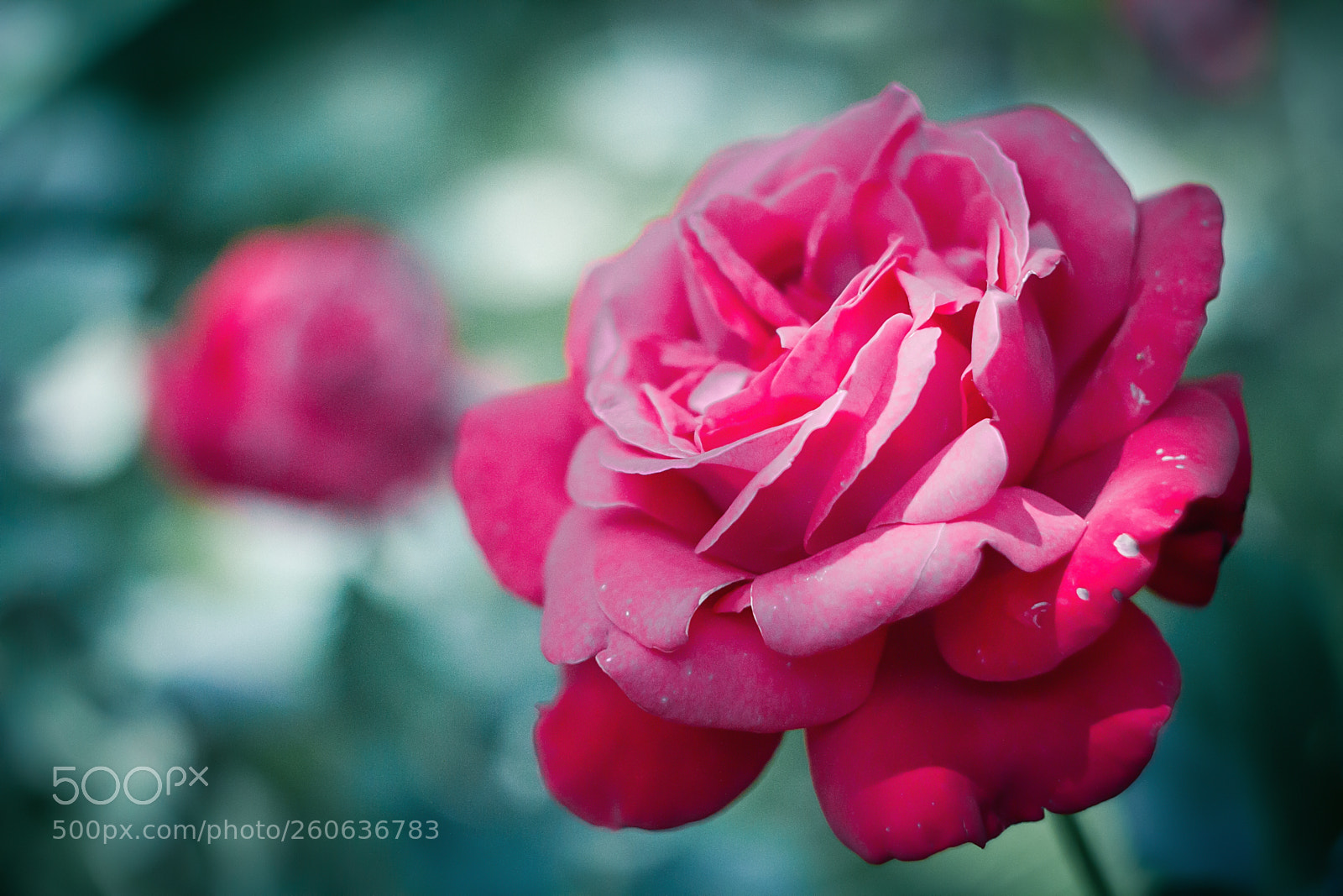 Canon EOS 7D sample photo. Flowers of my garden 2 photography