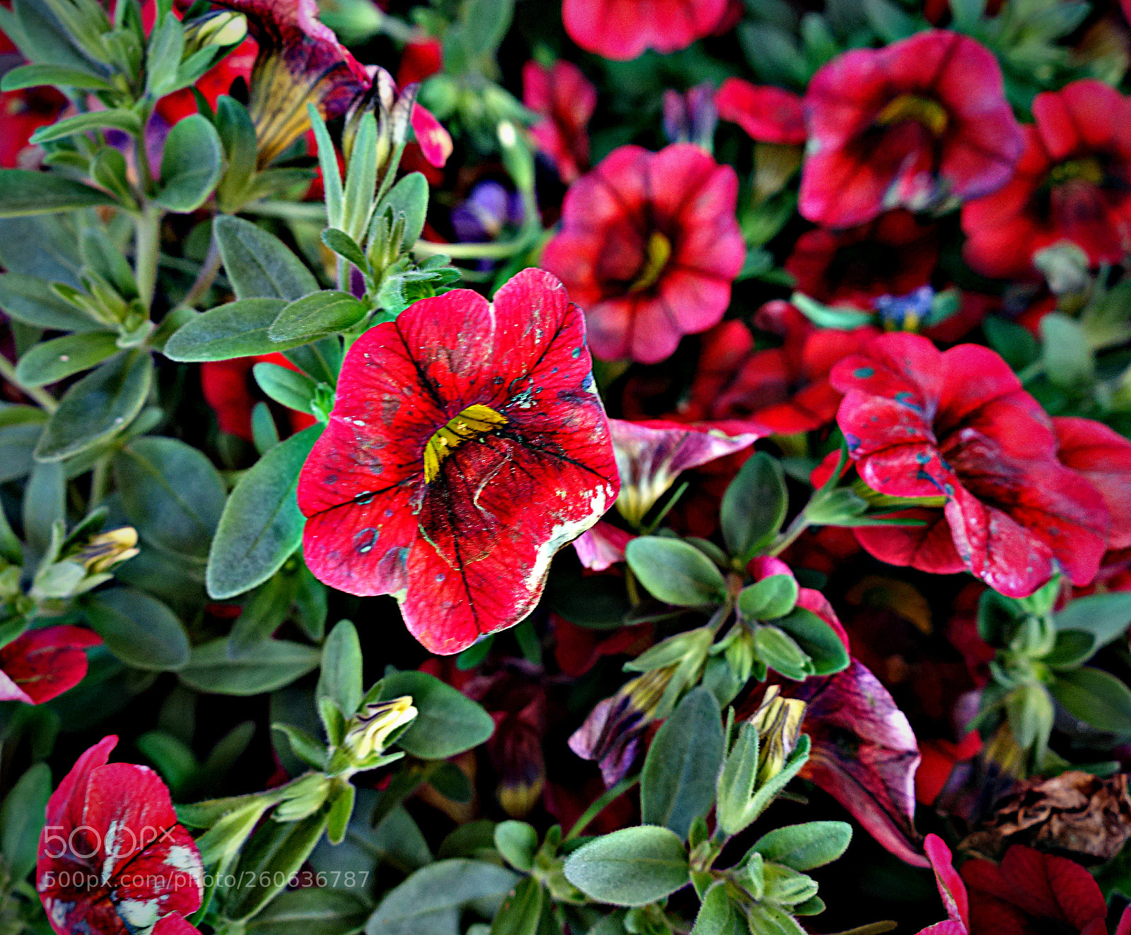 Sony Cyber-shot DSC-RX100 sample photo. Fiori di luca photography