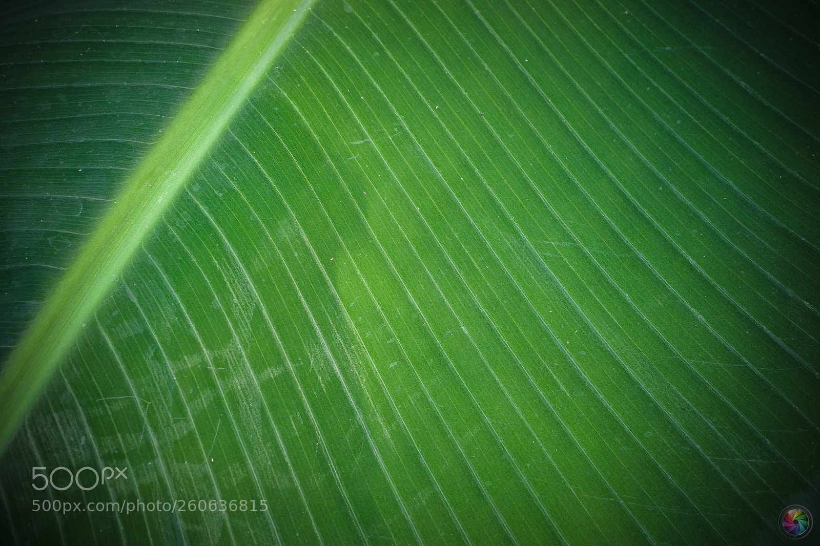 Sony a99 II sample photo. Botanischen gartens st.gallen photography