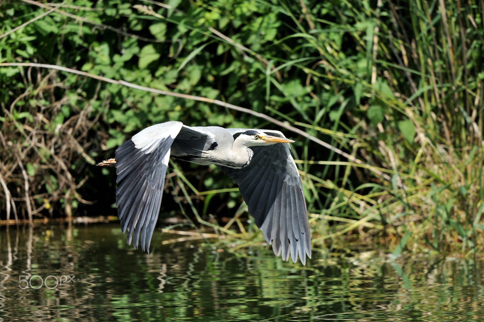 Nikon D3 sample photo. Grey heron photography