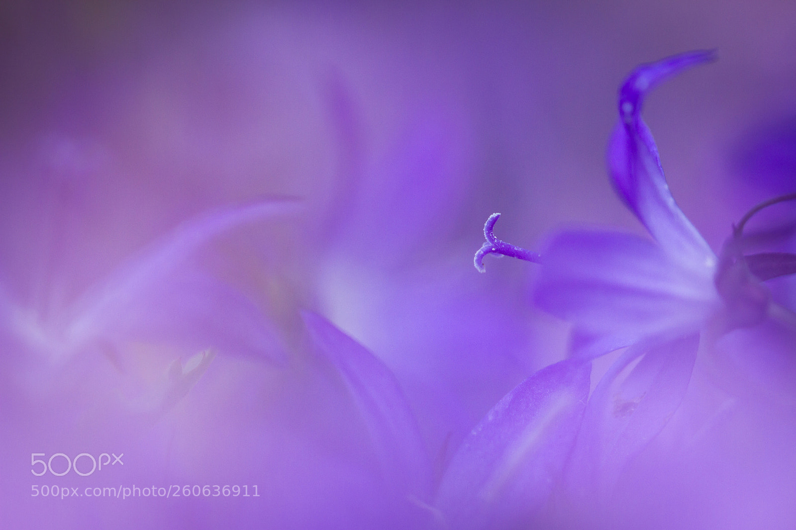 Canon EOS 7D sample photo. Purple flower photography