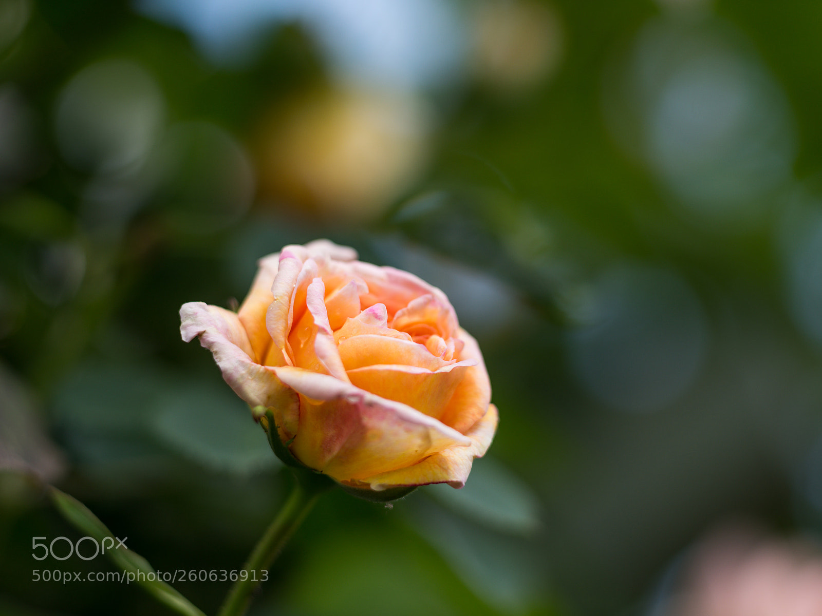Nikon D810 sample photo. Rose photography