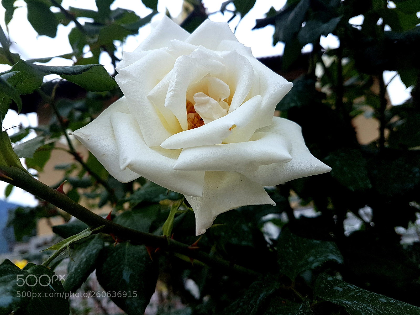 Samsung Galaxy S7 Edge sample photo. White rose photography