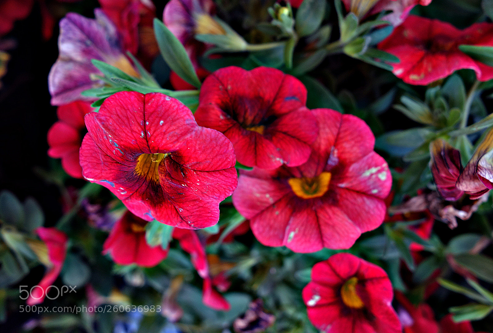 Sony Cyber-shot DSC-RX100 sample photo. Fiori di luca photography