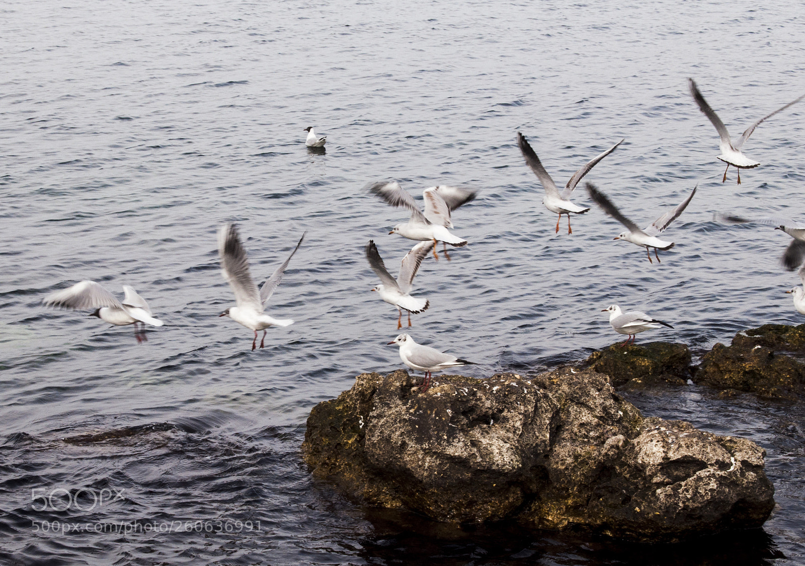 Nikon D90 sample photo. . photography