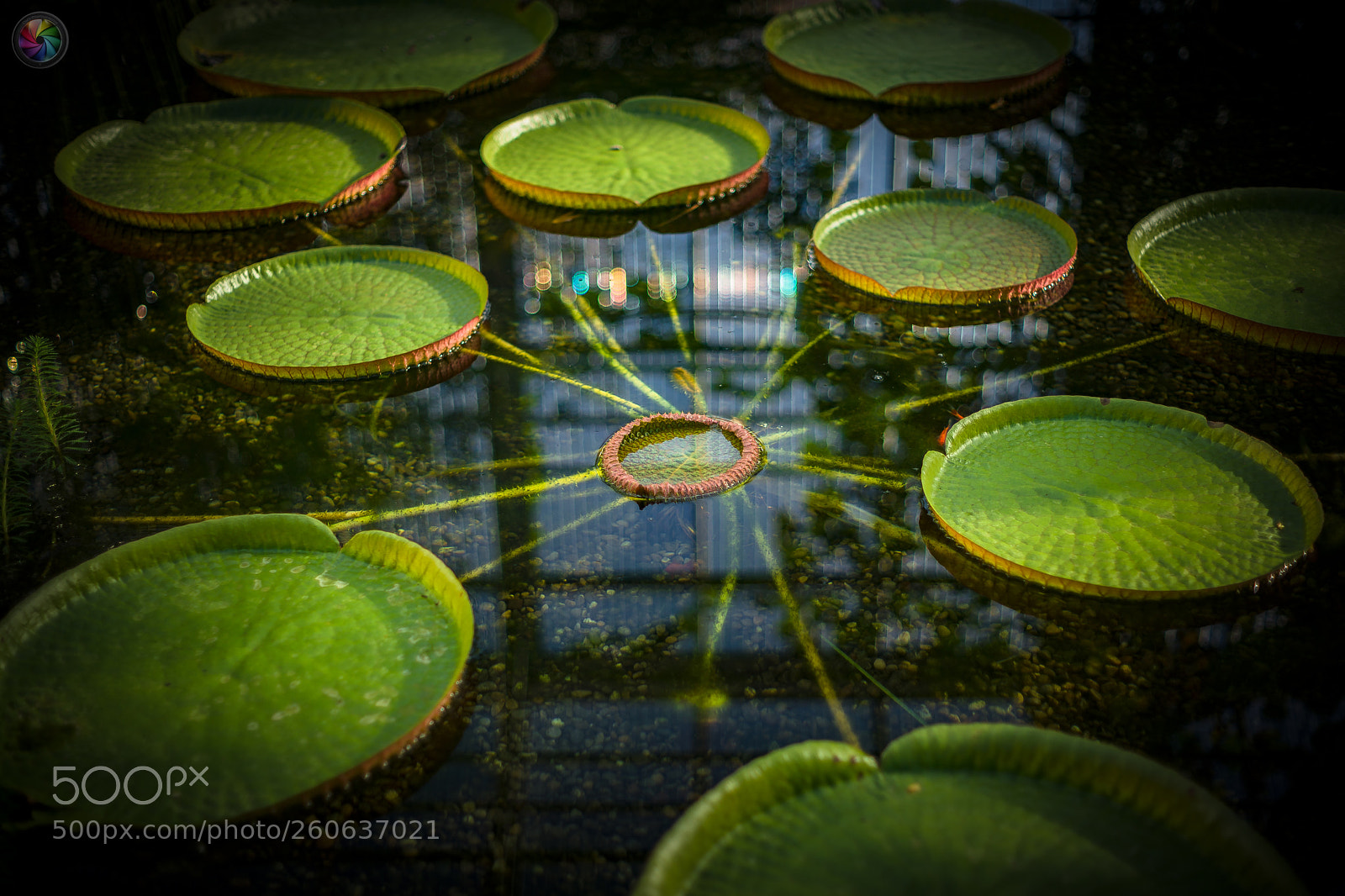 Sony a99 II sample photo. Botanischen gartens st.gallen photography