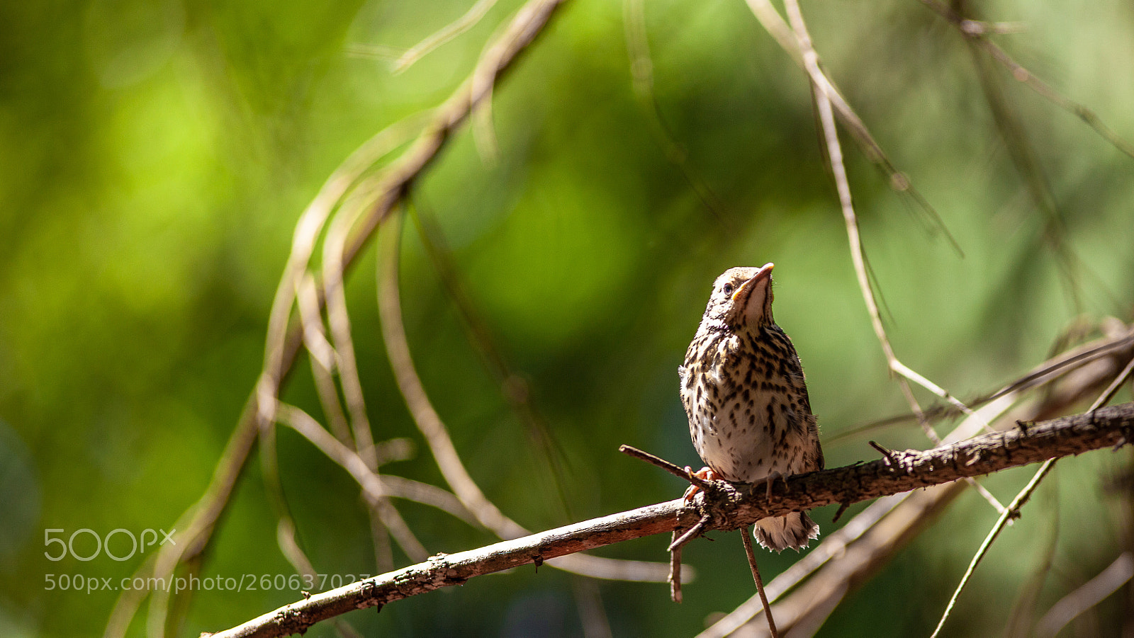 Canon EOS 5D Mark II sample photo. Bird photography