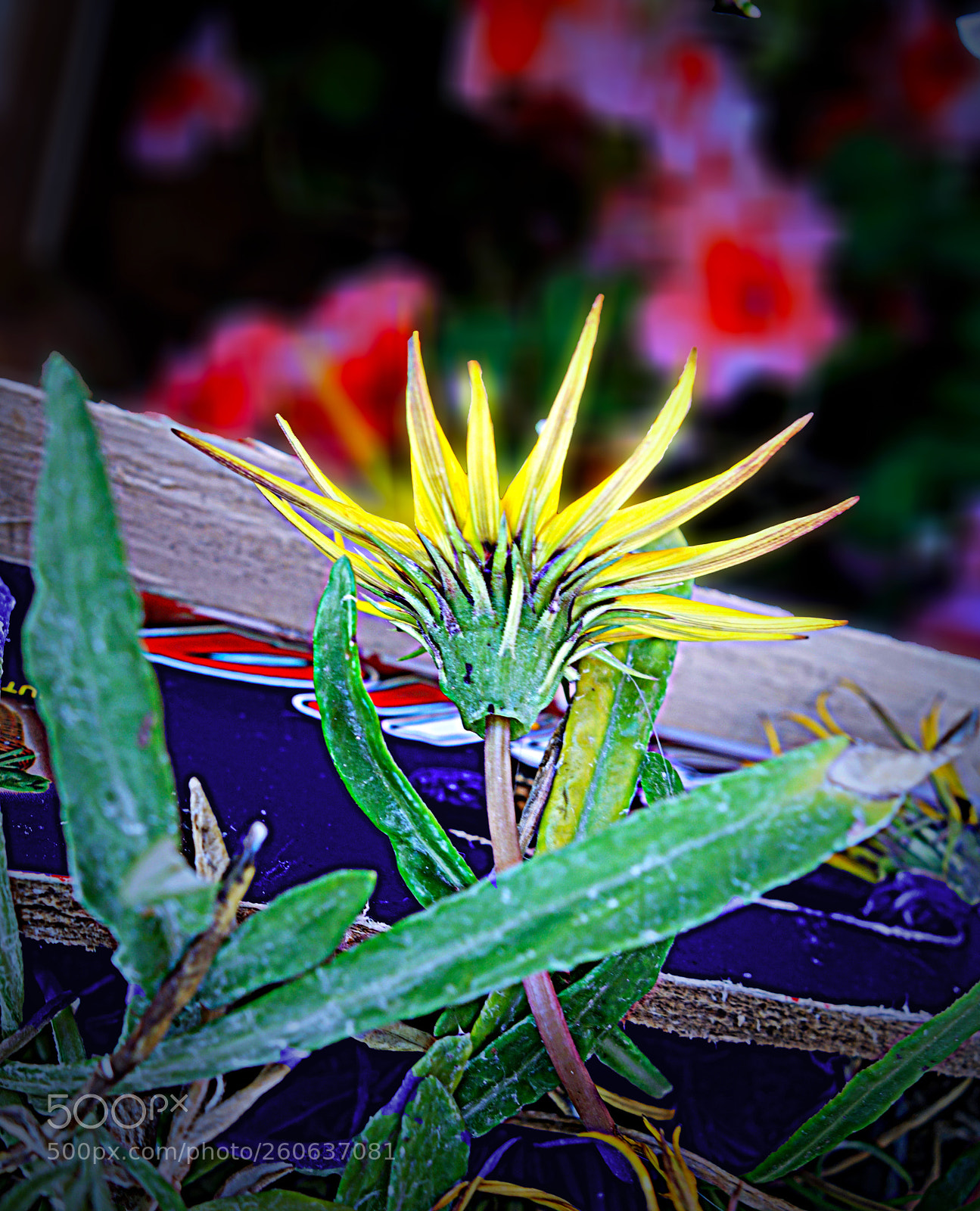 Sony Cyber-shot DSC-RX100 sample photo. Fiori di luca photography