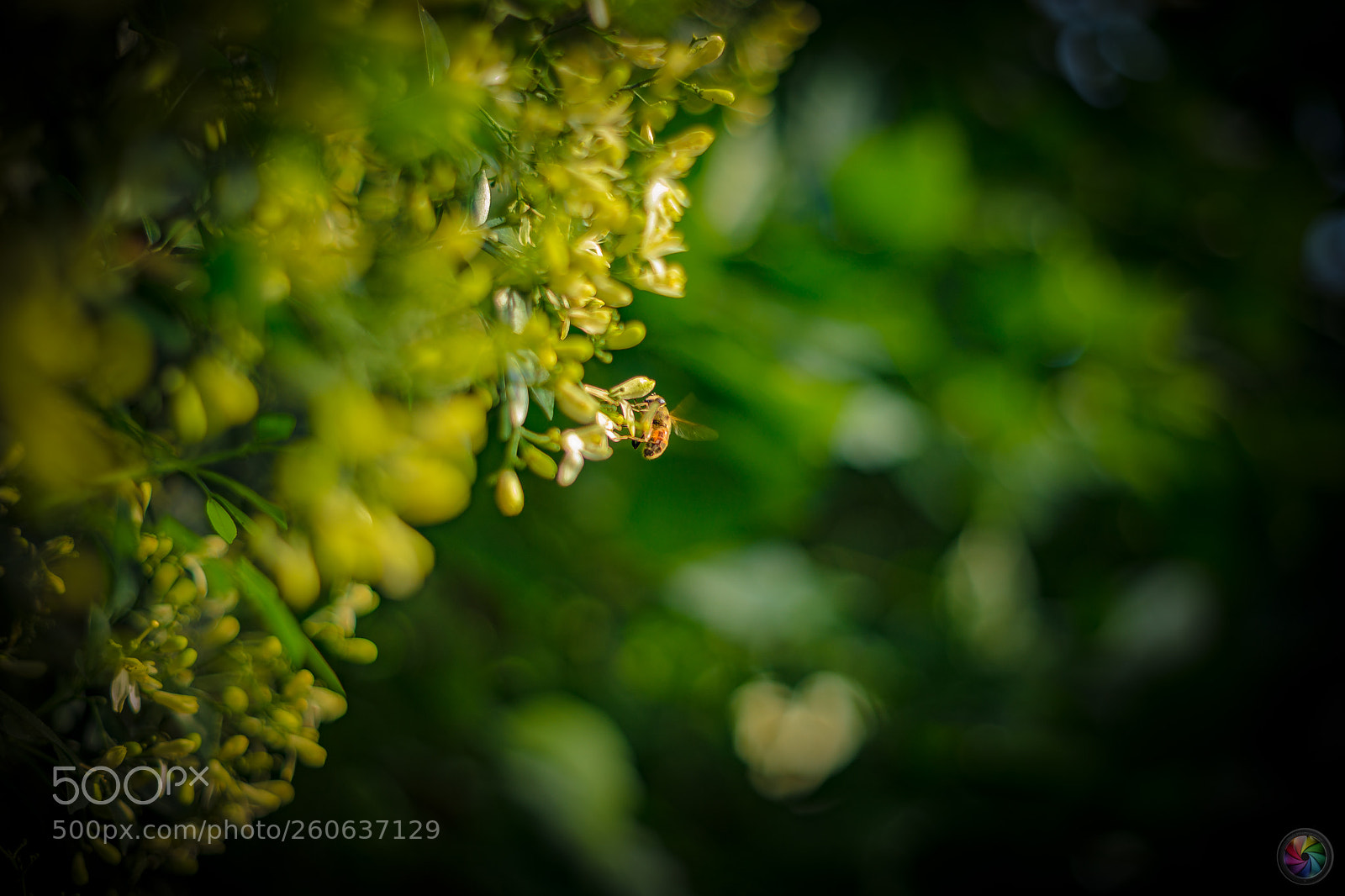 Sony a99 II sample photo. Botanischen gartens st.gallen photography