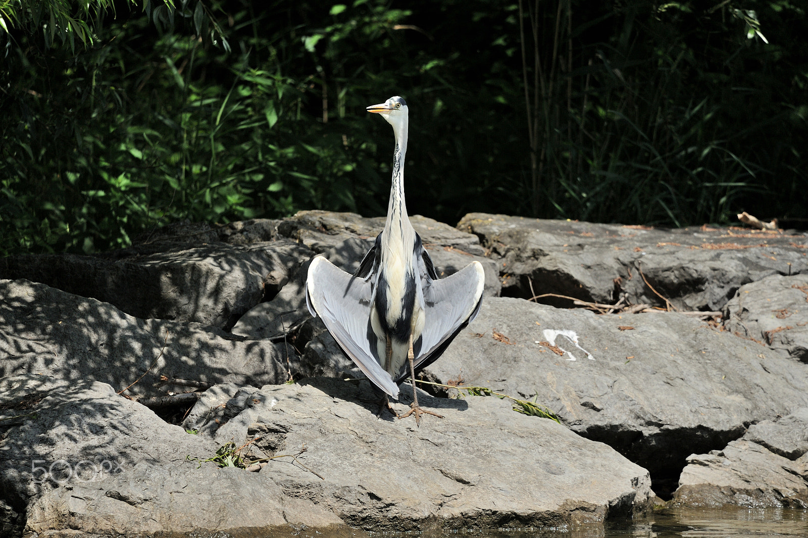 Nikon D3 sample photo. Grey heron photography