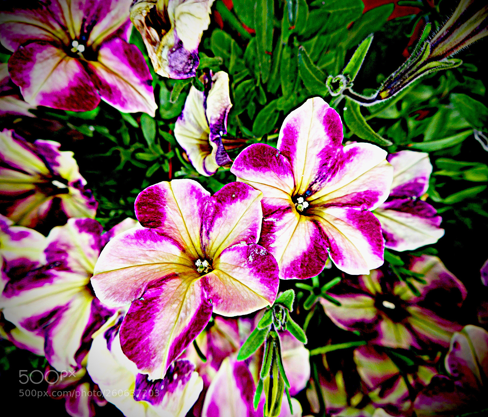 Sony Cyber-shot DSC-RX100 sample photo. Fiori di luca photography