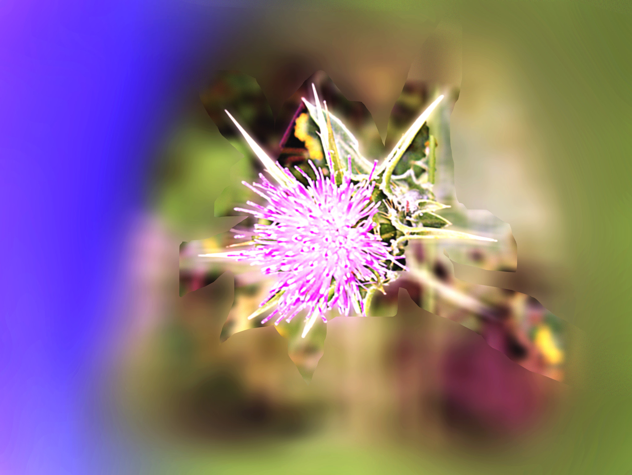 JK KODAK PIXPRO AZ651 sample photo. Anche unanche un fiore di cardo potrebbe piacere photography