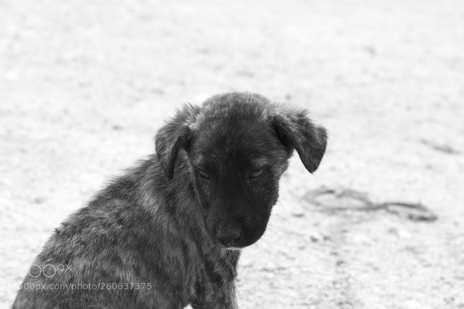 Nikon D7100 sample photo. A sad puppy face photography