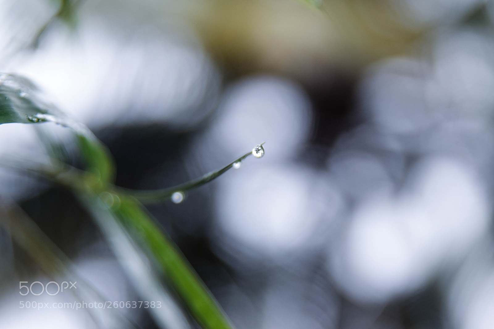 Nikon D5300 sample photo. Rain drop photography