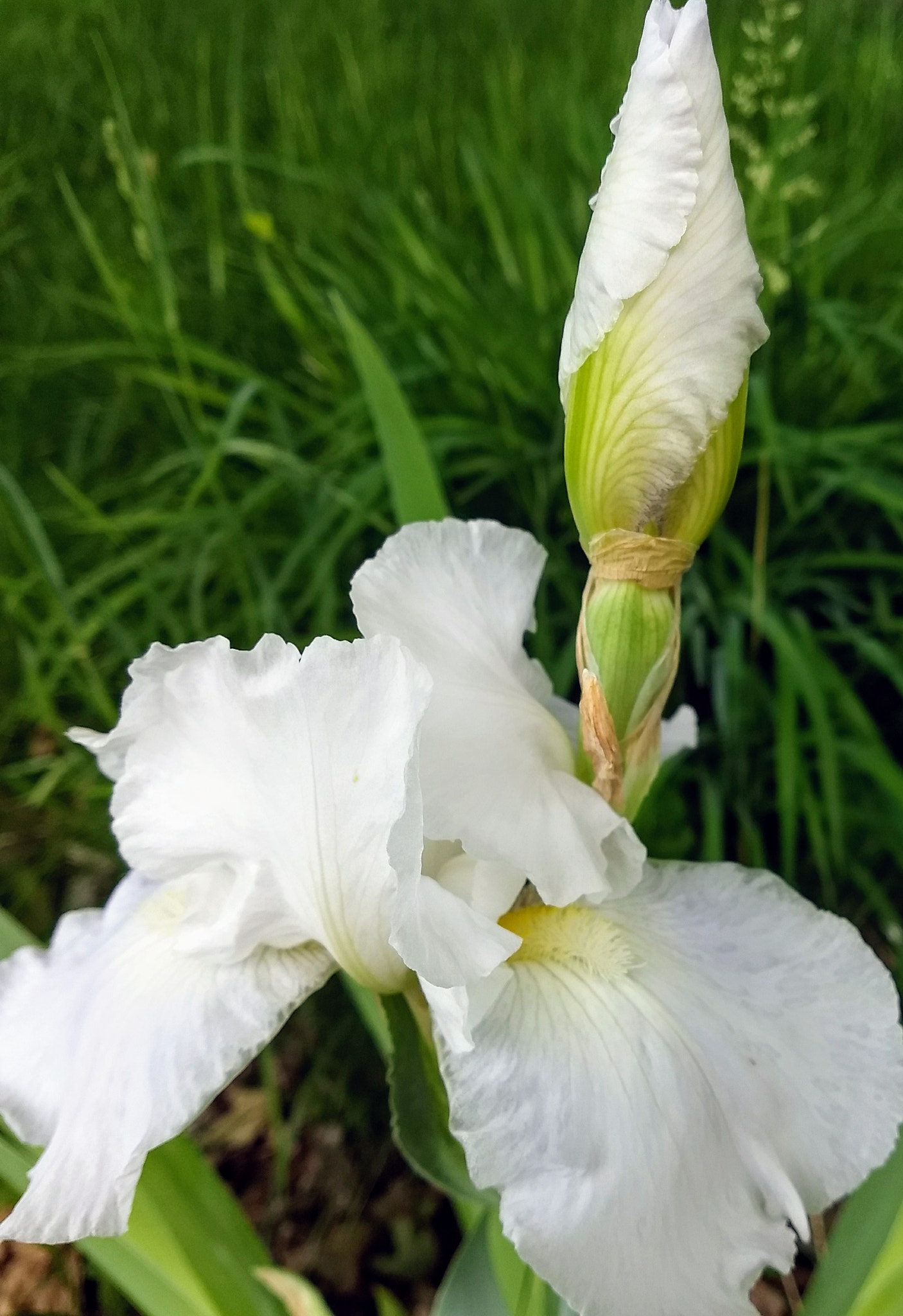 Motorola Moto Z (2) Play sample photo. White bearded iris photography