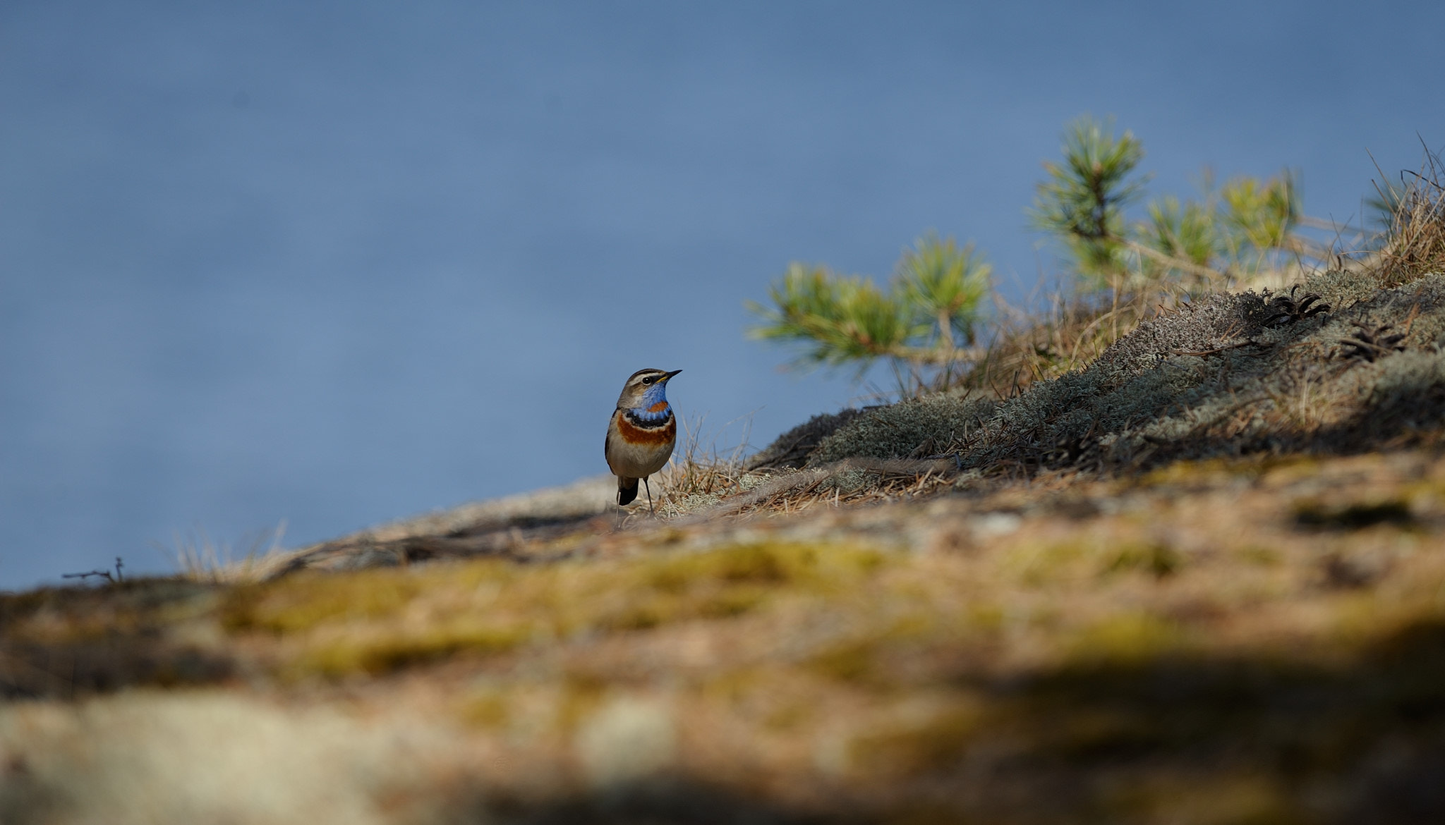 Nikon AF-S Nikkor 300mm F4D ED-IF sample photo. Bluethroat photography