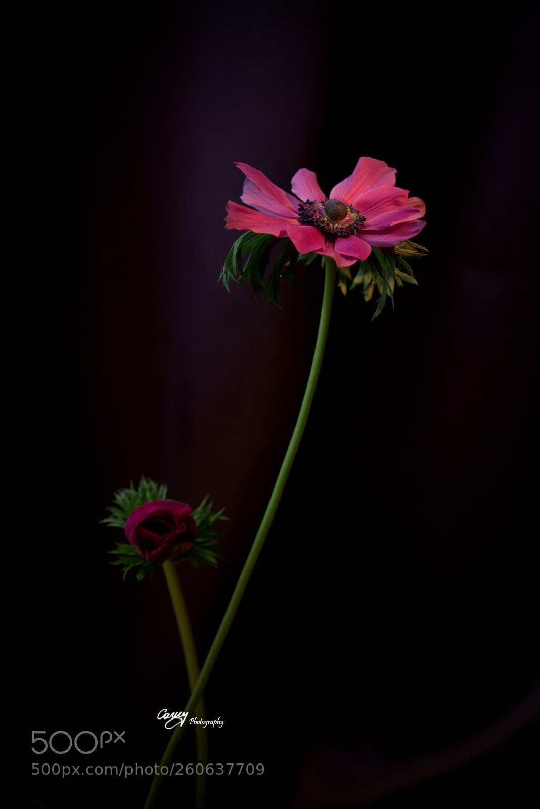Nikon D5300 sample photo. Anemone de caen photography